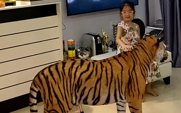 Ở nhà tránh dịch, siêu mẫu Xuân Lan khiến dân mạng hú hồn vì "dắt" hổ, gấu trúc về nhà chơi với con gái