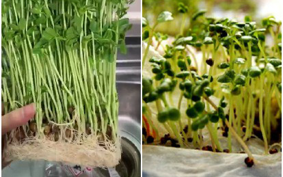 2 cách trồng rau mầm tại nhà: Sử dụng khăn giấy rất đơn giản, nhưng tiết kiệm nhất là tái chế, cắt ngọn ăn lấy gốc trồng lại