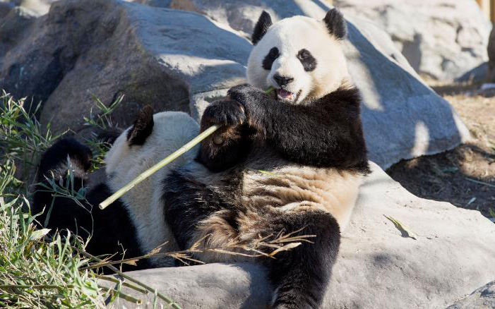 Không có đủ tre tươi, vườn thú Canada phải trả 2 con gấu trúc về Trung Quốc