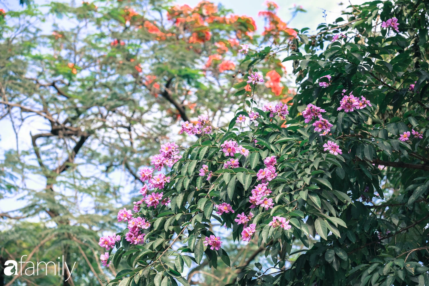 Trở lại cuộc sống bộn bề như trước, có mấy ai nhận ra Hà Nội đang trong một mùa hoa bằng lăng đẹp tuyệt vời - Ảnh 4.