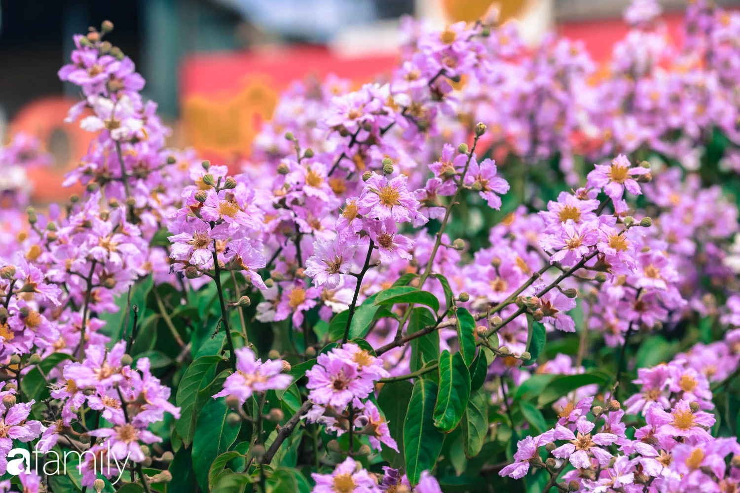 Trở lại cuộc sống bộn bề như trước, có mấy ai nhận ra Hà Nội đang trong một mùa hoa bằng lăng đẹp tuyệt vời - Ảnh 11.