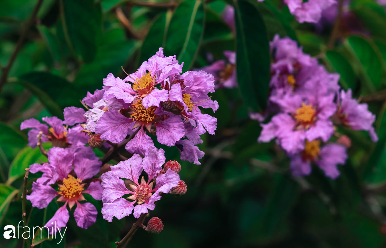 Trở lại cuộc sống bộn bề như trước, có mấy ai nhận ra Hà Nội đang trong một mùa hoa bằng lăng đẹp tuyệt vời - Ảnh 3.