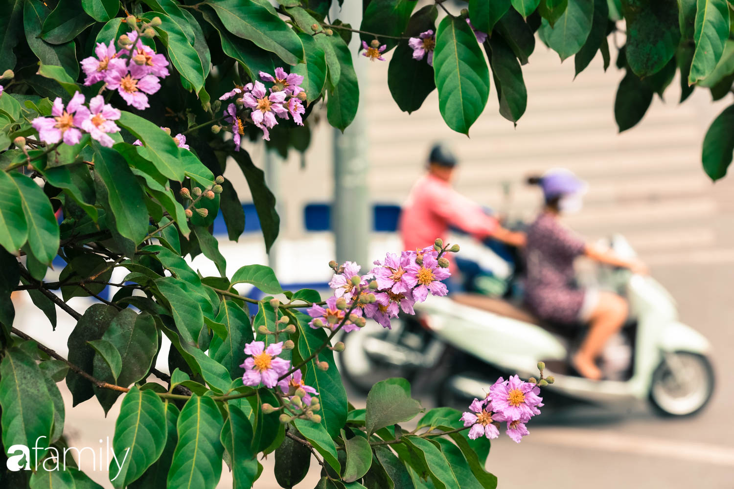Trở lại cuộc sống bộn bề như trước, có mấy ai nhận ra Hà Nội đang trong một mùa hoa bằng lăng đẹp tuyệt vời - Ảnh 9.