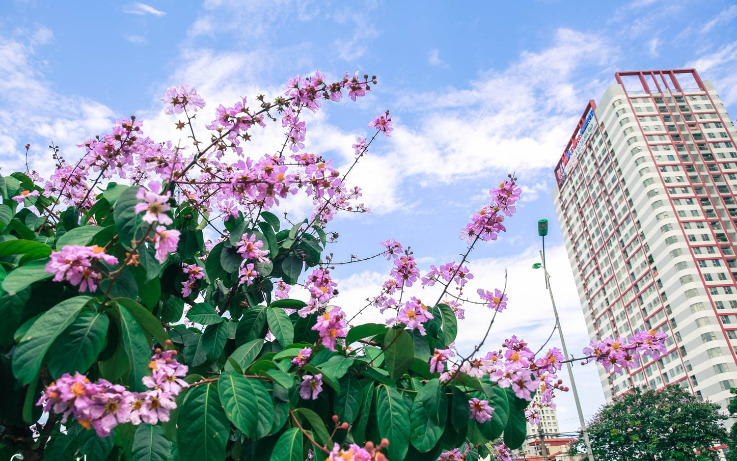 Trở lại cuộc sống bộn bề như trước, có mấy ai nhận ra Hà Nội đang trong một mùa hoa bằng lăng đẹp tuyệt vời