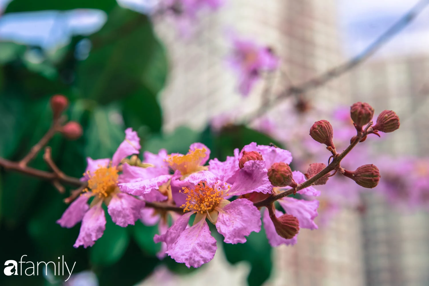 Trở lại cuộc sống bộn bề như trước, có mấy ai nhận ra Hà Nội đang trong một mùa hoa bằng lăng đẹp tuyệt vời - Ảnh 10.