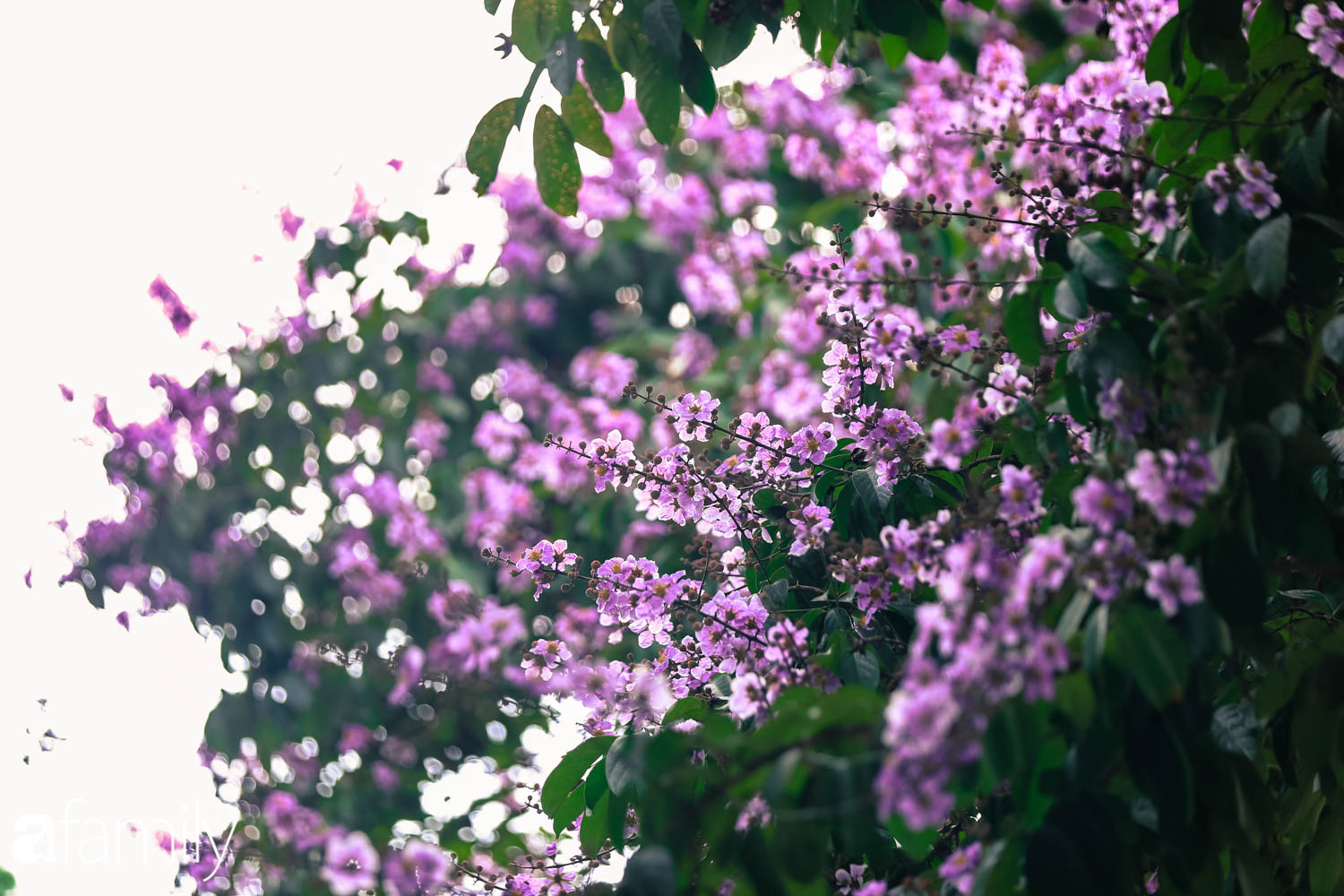 Trở lại cuộc sống bộn bề như trước, có mấy ai nhận ra Hà Nội đang trong một mùa hoa bằng lăng đẹp tuyệt vời - Ảnh 8.