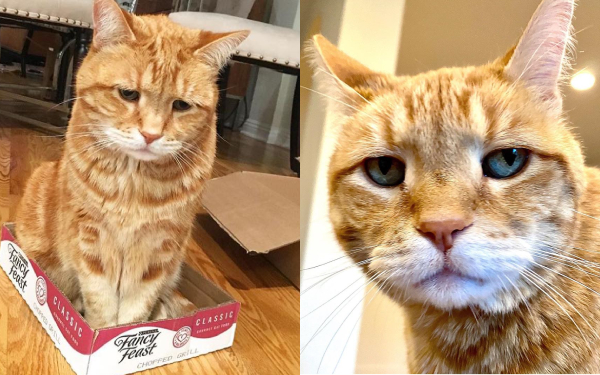 Chú mèo mặt "buồn như mất sổ gạo" vụt sáng trở thành ngôi sao trên Instagram với hơn 70.000 lượt theo dõi