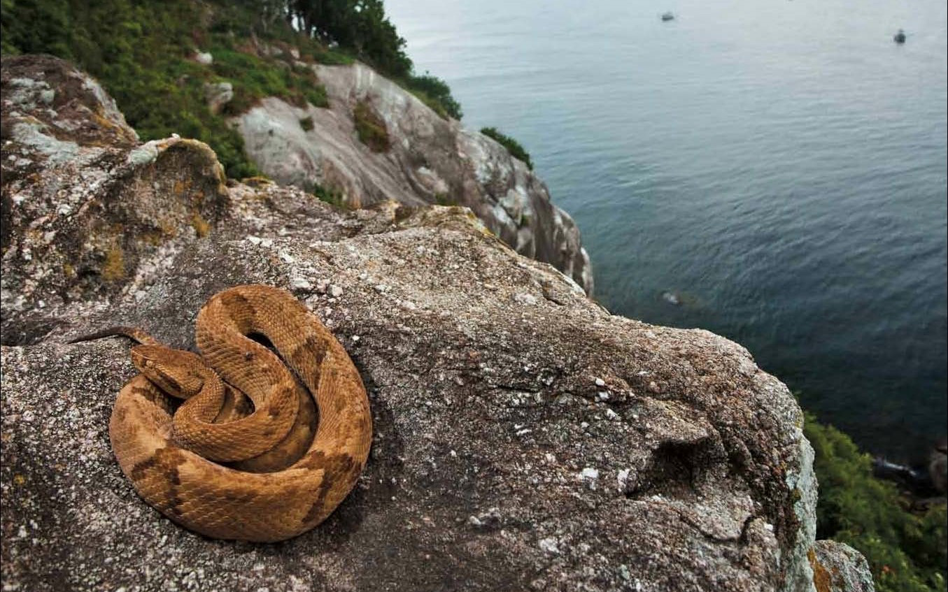 Hòn đảo cấm con người đặt chân đến bởi có hàng nghìn con rắn cực độc cùng những cái chết bí ẩn không lời giải đáp