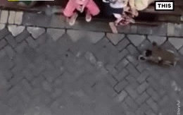 Chú khỉ ngang nhiên "bắt cóc" đứa trẻ đang ở bên cạnh người lớn rồi kéo lê dưới đất nhưng đằng sau là một câu chuyện đau lòng 