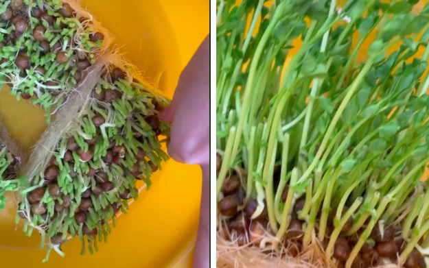 Cô gái Việt bật mí loại rau ở Nhật có thể "tái chế" tại nhà, ăn xong rau tự mọc lên cái mới khỏi phải tốn tiền mua nhiều lần