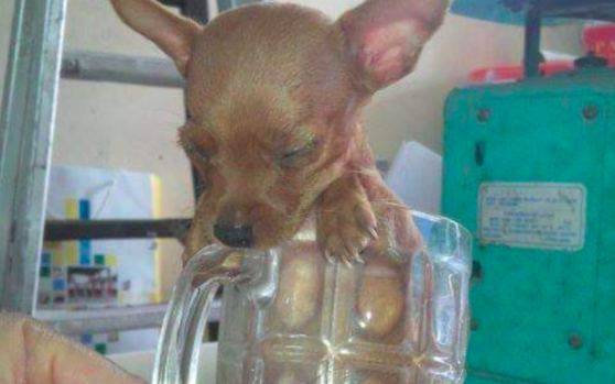 Hình ảnh chú chó tí hon ngồi ngủ gật trong cốc nước siêu dễ thương, nhưng đằng sau là 1 câu chuyện buồn