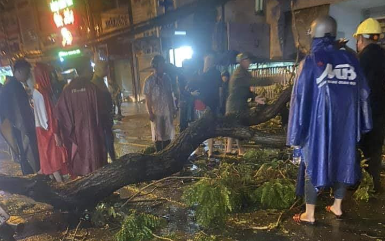 TP.HCM: Cây ngã trong đêm mưa đè một người đi đường chết tại chỗ