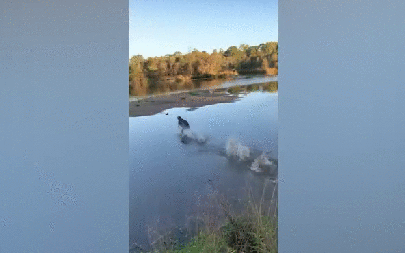 Lao người vun vút trên mặt nước, chú chó khiến dân mạng trầm trồ: Tuyệt kỹ khinh công là đây chứ đâu!