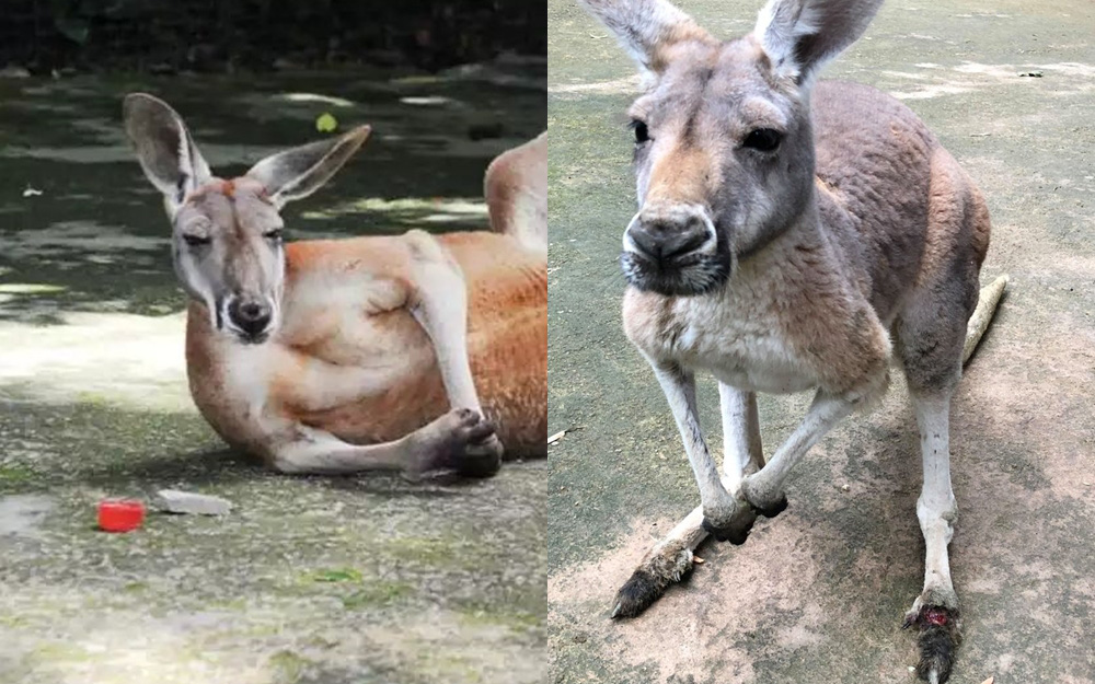 Phẫn nộ với hình ảnh hàng loạt Kangaroo trong sở thú Trung Quốc thương vong vì hành động thiếu ý thức của du khách