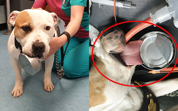 Cô chó háu ăn rơi vào hoàn cảnh “cực thốn” khi đang ăn vụng: Lưỡi mắc kẹt trong hộp cá phải đi viện cấp cứu