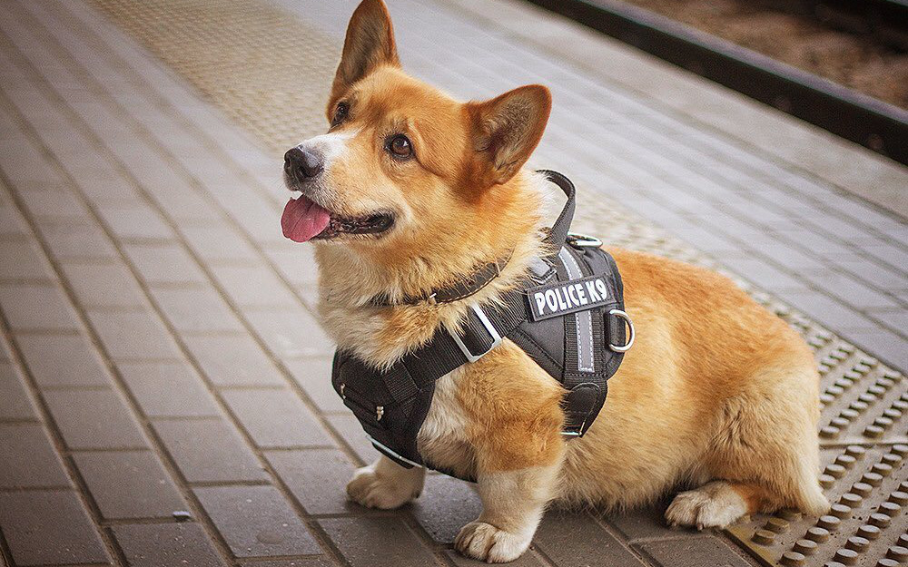 Sau 7 năm cống hiến thanh xuân cho ngành cảnh sát, cuối cùng "soái cẩu" nghiệp vụ Corgi duy nhất tại Nga đã nghỉ hưu khiến bao người tiếc nuối