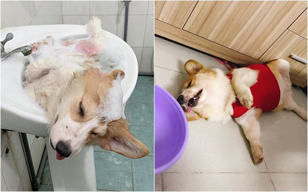 Chú chó Corgi nổi tiếng nhất mạng xã hội Việt vì tài ngủ 23 tiếng/ ngày, chỗ nào cũng bất chấp lăn ra ngáy