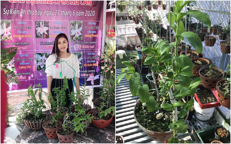 Đam mê Lan đột biến, cô giáo tiểu học Phú Thọ bạo tay chi gần 3 tỷ mua 4 chậu lan Bạch Tuyết và Hiển Oanh 5 cánh trắng về vườn nhà