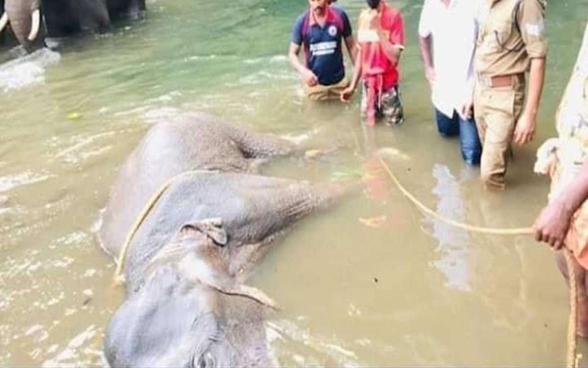 Đã bắt giữ được nghi phạm trong vụ voi mẹ mang thai chết tức tưởi vì ăn phải dứa nhồi pháo nổ