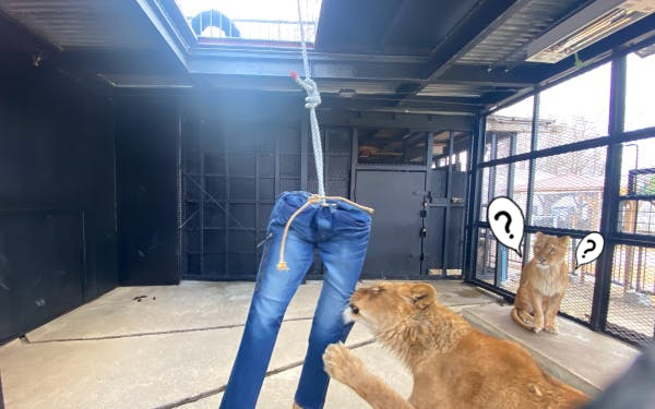 Gặp khó mùa dịch, vườn thú Nhật chuyển hướng bán quần jeans sư tử cào, khuyên tai lông vẹt và nhiều thứ khác nữa