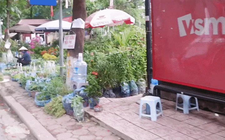 Đi chợ Bưởi mua cây và con giống: Mộc mạc nét quê từ cách bán cho tới giá thành ngay giữa thủ đô Hà Nội