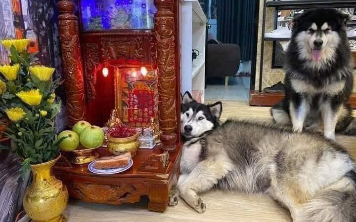 Chú chó Husky nằm “chầu chực” mãi cạnh bàn thờ thần tài chỉ vì một miếng thịt, dân tình gật gù đúng là... khổ vì ăn