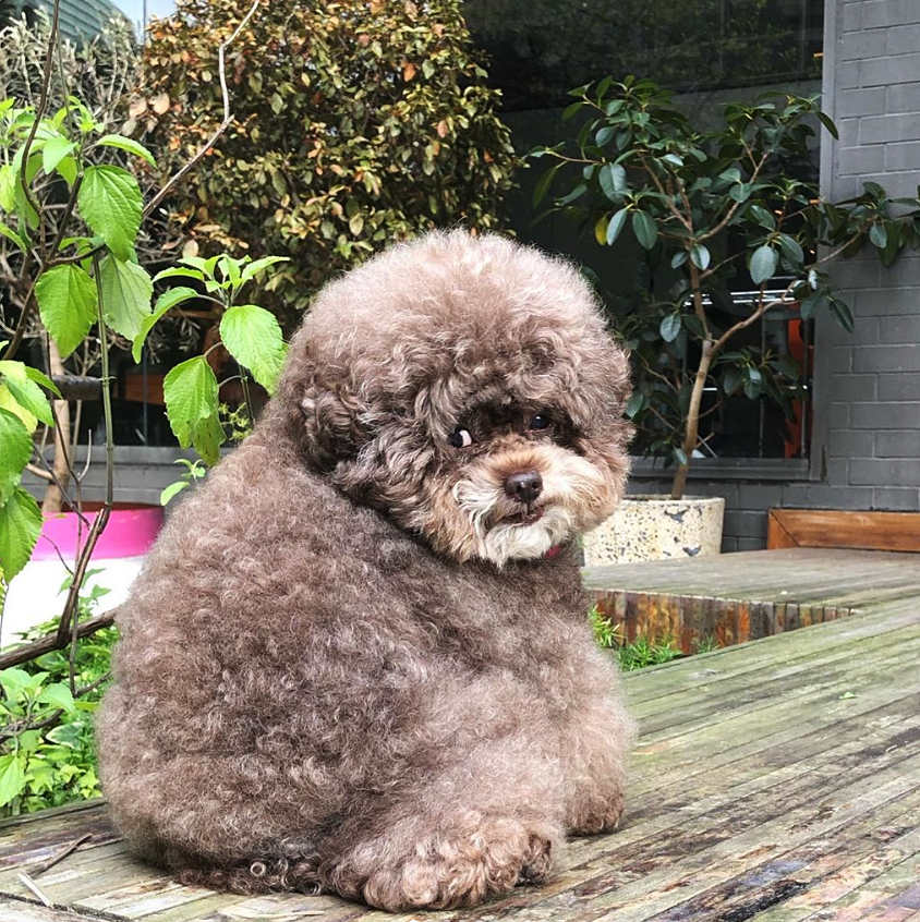 Dân mạng cười rần rần với cô chó Poodle mũm mĩm có dáng ngồi dỗi hờn cả thế giới, ngờ đâu đó lại là đại tiểu thư vạn người mê, tự đóng quảng cáo kiếm tiền cực xịn - Ảnh 2.