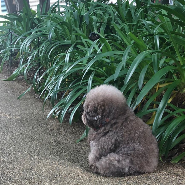 Dân mạng cười rần rần với cô chó Poodle mũm mĩm có dáng ngồi dỗi hờn cả thế giới, ngờ đâu đó lại là đại tiểu thư vạn người mê, tự đóng quảng cáo kiếm tiền cực xịn - Ảnh 3.