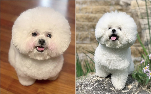 Chú chó Bichon mập ú sở hữu gần 2 triệu fan hâm mộ ở Hàn, "đốn tim" bằng gương mặt ngây thơ và bộ lông trắng tinh tròn xoe như đụn tuyết