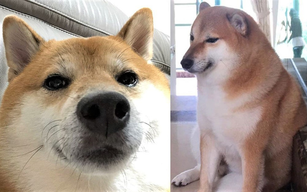 Sự thật về chó shiba béo mầm bị cả thế giới chế ảnh cười cợt