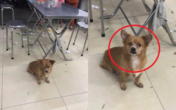 Chú chó 'trở mặt nhanh hơn lật bánh tráng': Phút trước còn làm bộ đáng thương xin ăn, ăn xong liền xù lông sủa nhất quyết không cho lại gần