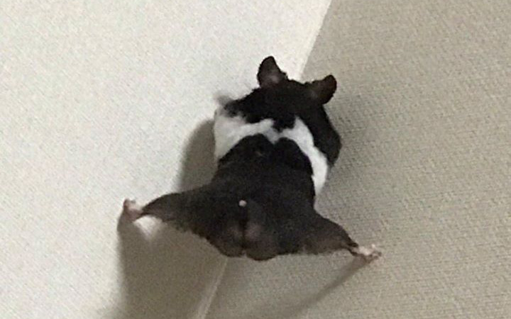 Chú chuột hamster phiên bản cosplay thành người nhện, đi trên tường thuần thục như trong phim hành động