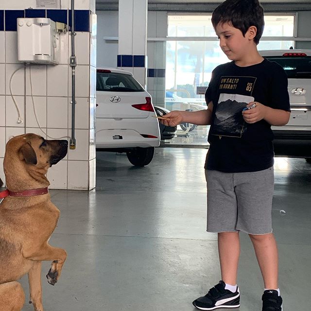 Chú chó lượn lờ trước cửa showroom ô tô được thăng chức thành "chuyên viên tư vấn", có hẳn instagram tương tác với fans - Ảnh 3.