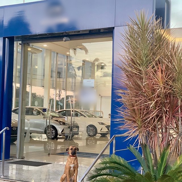 Chú chó lượn lờ trước cửa showroom ô tô được thăng chức thành "chuyên viên tư vấn", có hẳn instagram tương tác với fans - Ảnh 10.