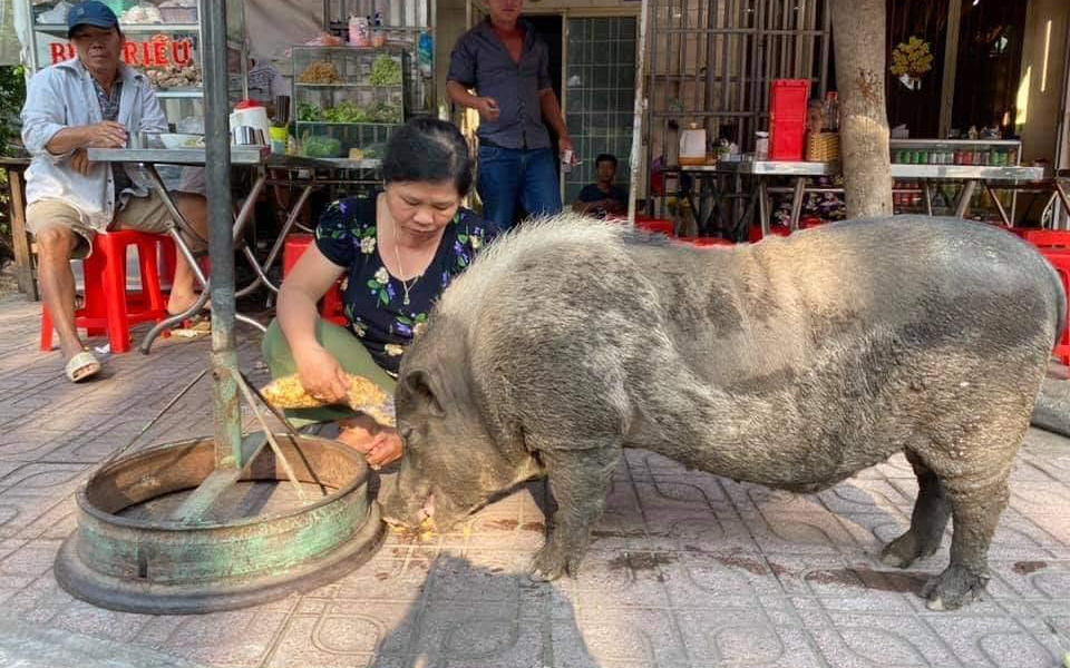 Chú heo mọi như bước ra từ tranh Đông Hồ bỗng xuất hiện trên đường phố Biên Hòa, chuyên xin ăn theo kiểu "lầy lội", đến khi no mới chịu về nhà