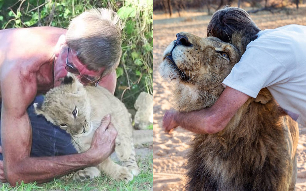 Vừa sinh ra đã bị tách khỏi cha mẹ để tránh bị ăn thịt, sư tử con đến sống với người đàn ông và bắt đầu tình bạn 11 năm kỳ lạ