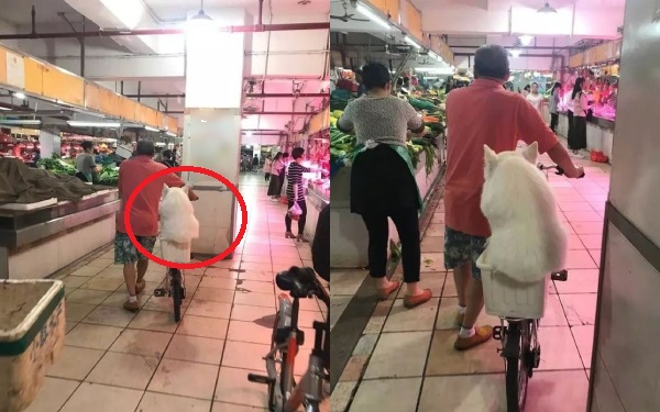 Nằng nặc đòi theo ông chủ đi chợ, chú chó phải ngồi xổm bó gối trong cái giỏ vì quá béo, dân mạng còn hùa vào trêu: Giảm cân đi cục bông ơi!