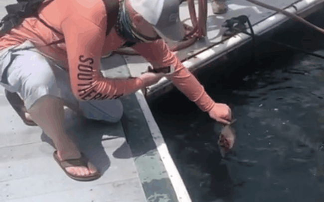Người đàn ông tò mò quay clip cho cá ăn, không ngờ chỉ một pha rùng mình liền "mất toi" cả chục triệu