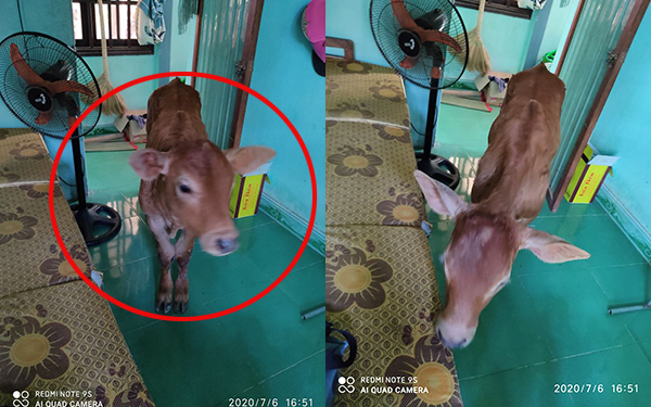 Đang cật lực ôn thi thì có chú bê đến hỏi thăm, cậu nam sinh mếu máo: Không biết có phải "điềm báo"