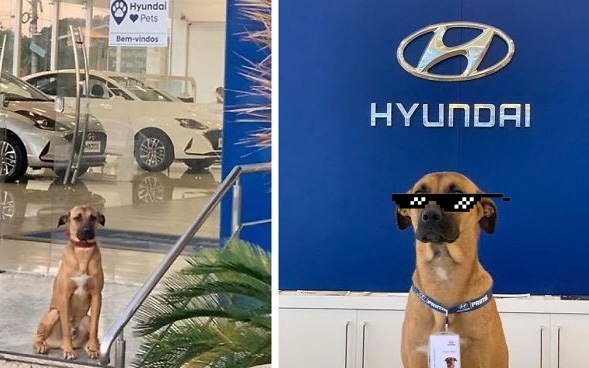 Cún hoang đẹp trai được đại lý ô tô Hyundai tuyển dụng, bao ăn ở, vừa làm 3 tháng đã thăng chức 2 lần