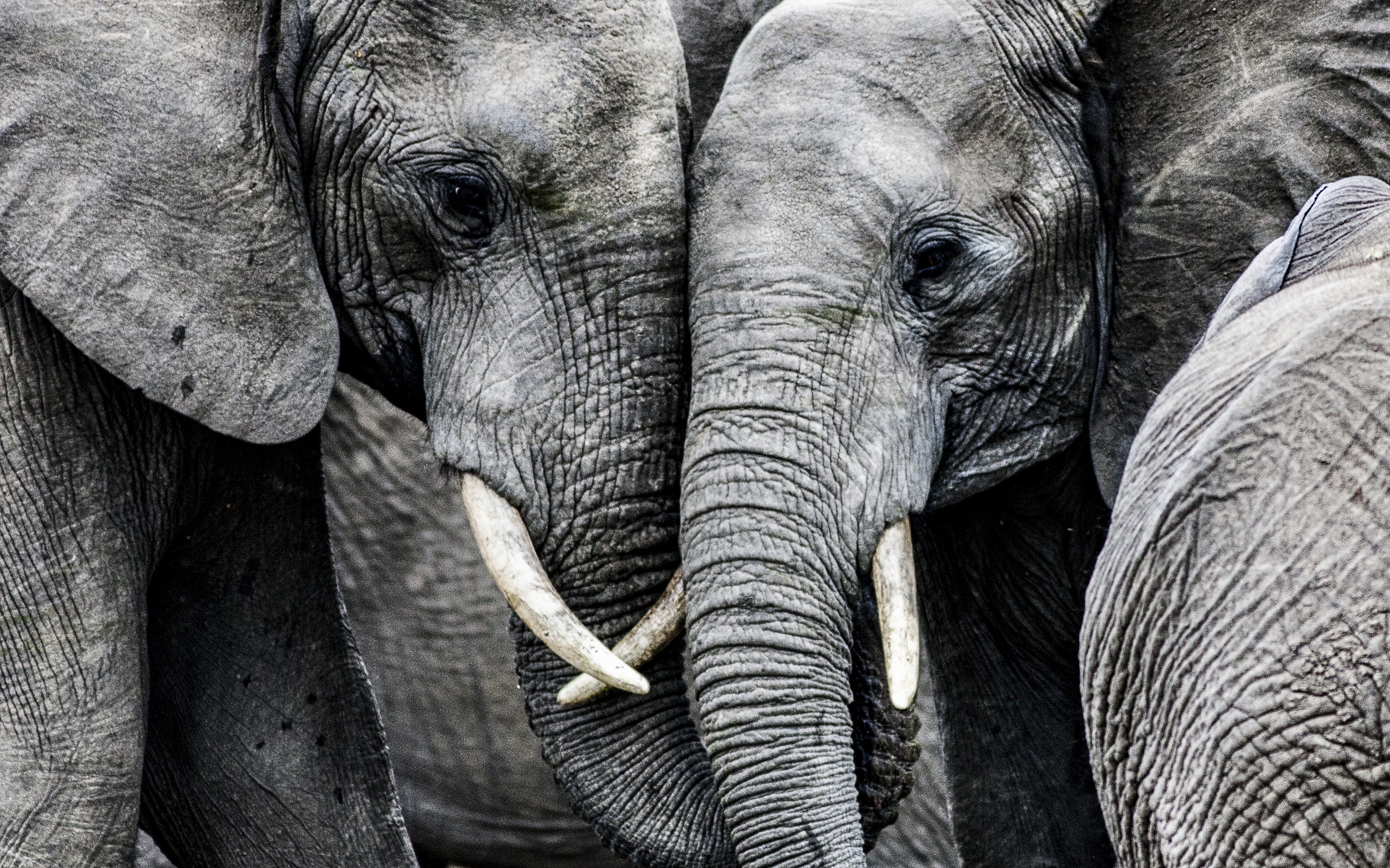 Đã có lời giải cho cái chết bí ẩn của 350 con voi Nam Phi ở Botswana