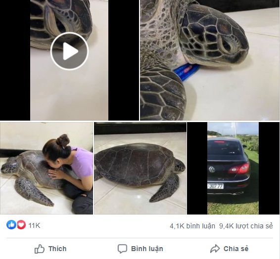 Đoạn video clip chú rùa biển rơi nước mắt khi bị bắt khiến nhiều người xúc động - Ảnh 1.