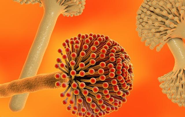 Đừng bao giờ dùng 2 loại dầu ăn này để nấu nướng cho gia đình vì chúng nguy hiểm ngang "thuốc độc", tiềm ẩn nhiều nguy cơ bệnh tật và ung thư - Ảnh 4.