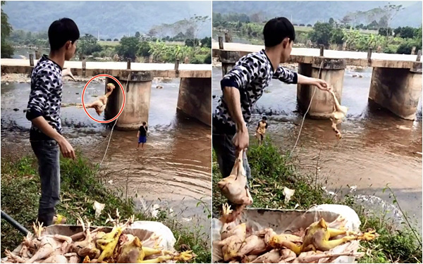 Chàng trai quăng hàng chục con gà xuống suối khiến dân mạng nhao lên tiếc rẻ, hóa ra đó lại là &quot;hậu trường&quot; làm cỗ cưới khó tin