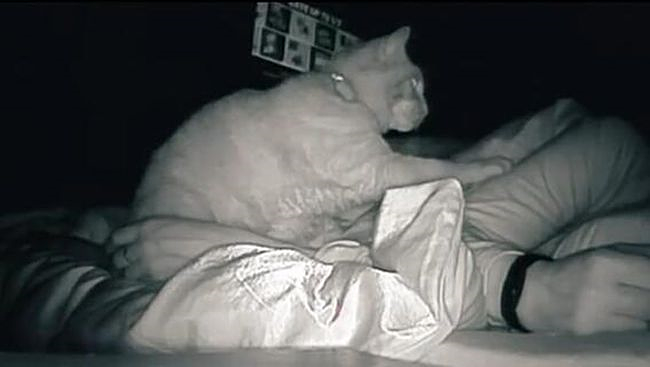 Thức dậy bỗng dưng thấy cả người đau nhức, cô gái vội kiểm tra camera mới ngỡ ngàng nhận ra mình bị mèo cưng "trừng phạt" cả đêm - Ảnh 3.