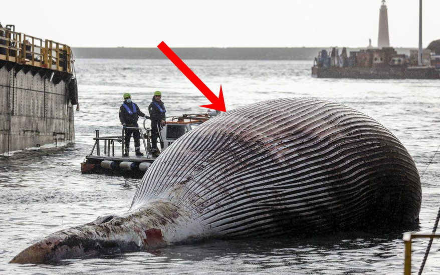 Cảnh sát biển phát hiện xác sinh vật khổng lồ nhất từ trước đến nay nặng 70 tấn dạt vào bờ, câu chuyện phía sau gây nhói lòng