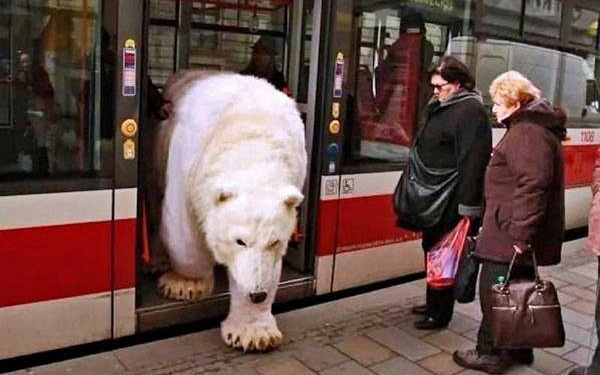 Lạ đời với chuyện &quot;thường ngày ở huyện&quot; tại Nga: Gấu Bắc Cực khổng lồ thản nhiên bước xuống từ xe buýt trong... sự bình thản của người đi đường