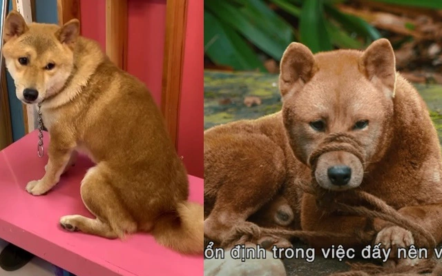 Bất ngờ về chú chó Shiba trong phim Cậu Vàng: Từ một chú chó bị tự kỷ, hay cắn đến một &quot;diễn viên 4 chân duy nhất trên màn ảnh Việt&quot; được mọi người yêu thương