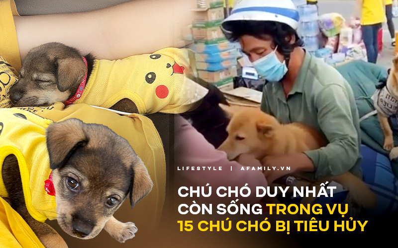 Độc quyền: Cô chủ mới tiết lộ tình trạng hiện tại của bé cún duy nhất còn sống trong đàn 15 con bị tiêu hủy ở Cà Mau và cảm xúc khó tả khi &quot;hay tin dữ&quot;