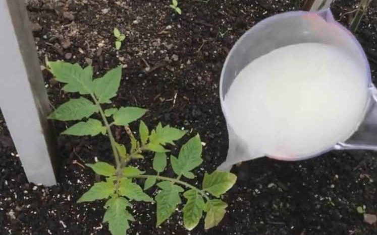 Sữa thừa đừng đổ đi vội, 8 công dụng do sữa mang lại trong việc làm vườn sẽ khiến bạn bất ngờ